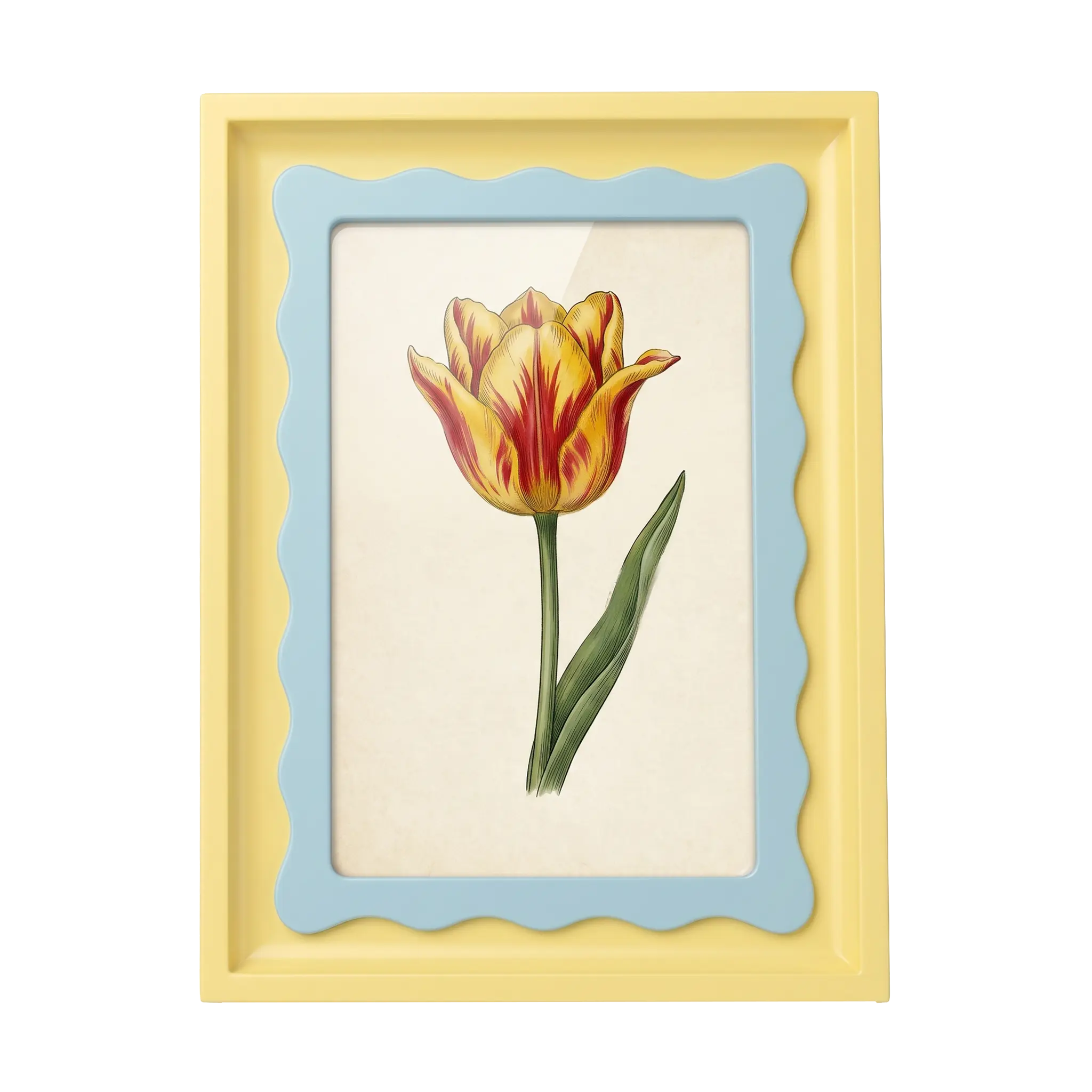 The Riviera Tulip