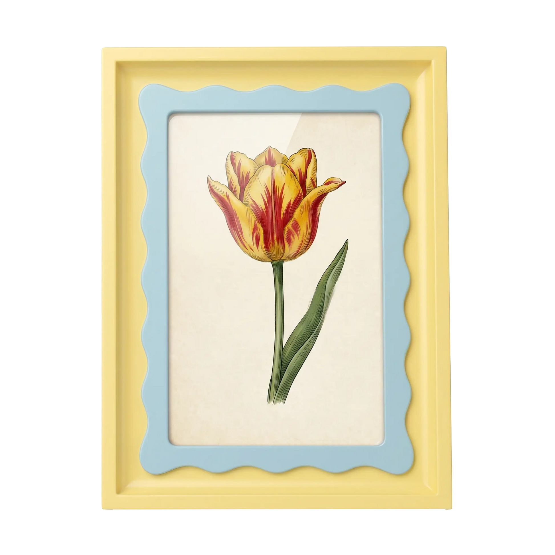 The Riviera Tulip